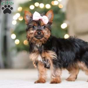 Layla, Yorkie Puppy